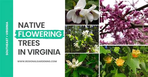 8 Native Flowering Trees In Virginia Pictures And Identification