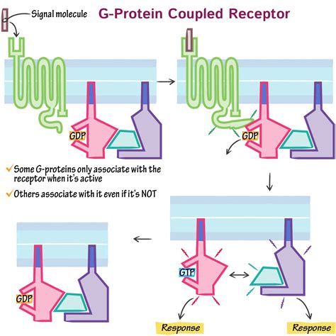Cell Biology Glossary G Protein Coupled Receptor Ditki Medical
