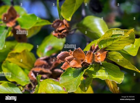 European Beech Common Beech Fagus Sylvatica Close Up Of Leaves And