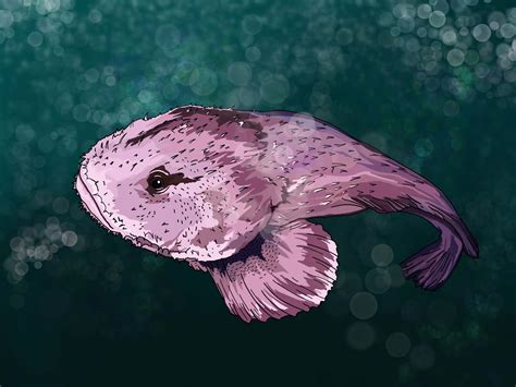 Blobfish: The Famous Unusual-Looking Fish - Ocean Info