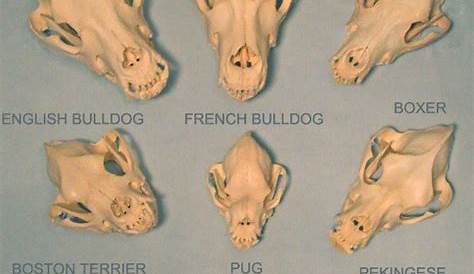 Rodent Small Animal Skull Identification Chart