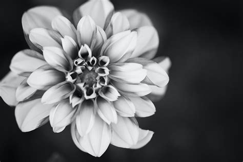 Fajarv Photography Black And White Images Of Flowers
