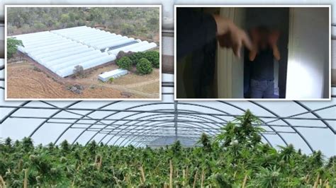 Police raid $68m Queensland cannabis grow house at Rosedale, near
