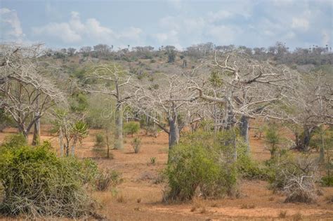 Alle stellenangebote an einer stelle, nach relevanz gelistet. Afrikanische Landschaft In Angola, Große Ansicht Stockfoto ...