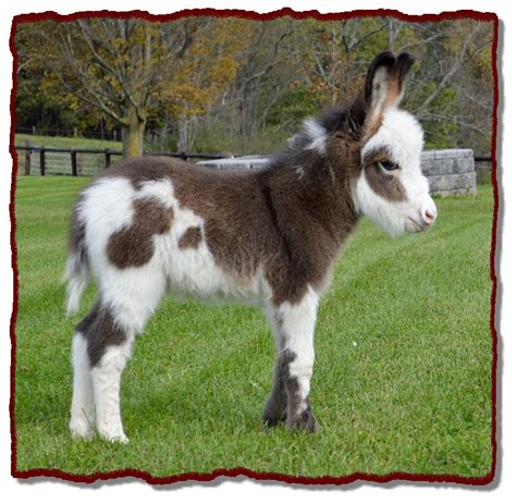 Shorecrest Farm S Miniature Donkeys For Sale In Linden Pennsylvania