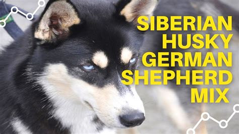 Siberian Husky German Shepherd Mix Puppies Youtube