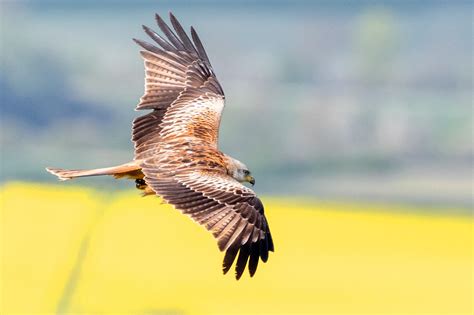 Isnt Nature Wonderful Red Kite Flying Over Rapeseed Fields In