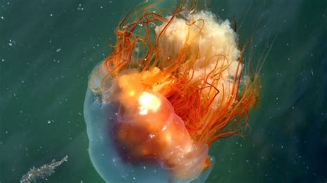This Type Of Jellyfish Suffocates Its Victims To Death With Its Sting