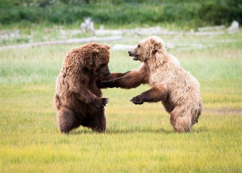 Mjölnir Photography Bear Fight