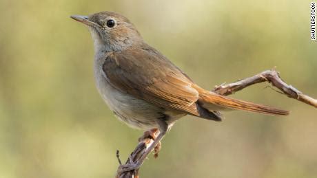 Последние твиты от the nightingale (@nightingale). Climate change is making nightingales' wings shorter and their annual migration harder, study ...