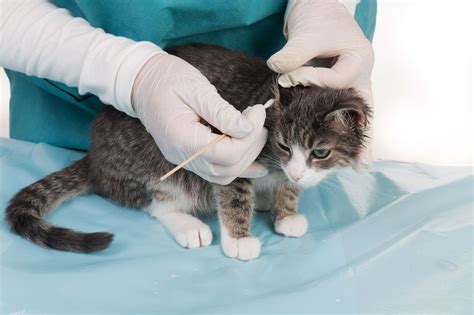 Ear Mites Otodectes Cynotis Mites In Cats Are Common They Are