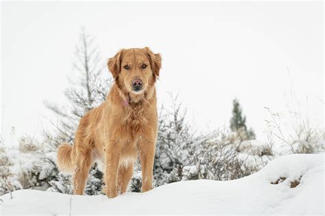 A Golden Retriever Stands In The Snow Photograph By Constance