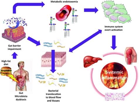 The Inflammatory Burn Gut Microbiota Dysbiosis And The Open I