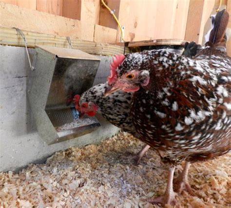 Feed: What To Feed Your Chickens