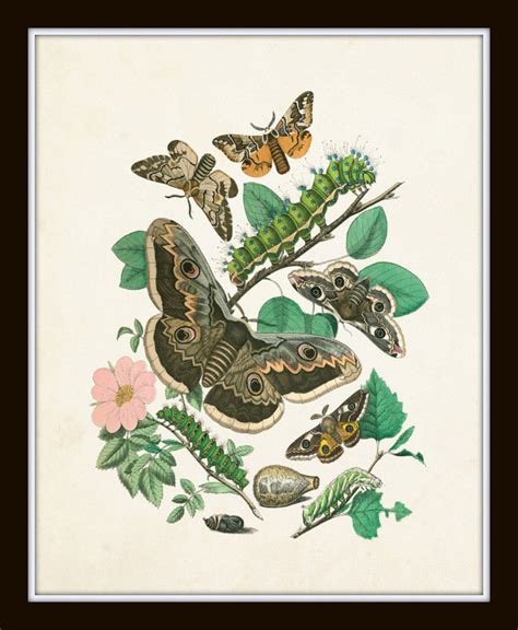 Antique Moths Print Set No 1 Bellebotanica