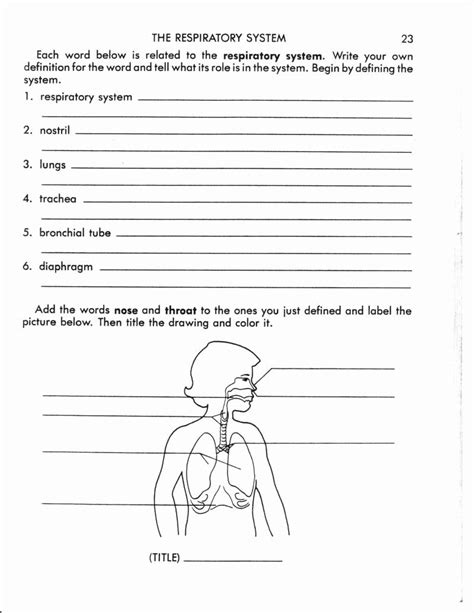 Respiratory System Worksheet Pdf Luxury Respiratory System Worksheet