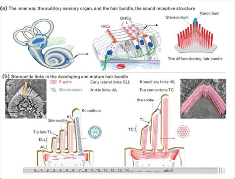 Schematic Representations Of The Mammalian Inner Ear The Auditory