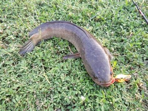 Saya pikir gambar hiu bervariasi. Port ikan haruan tepi jalan - YouTube