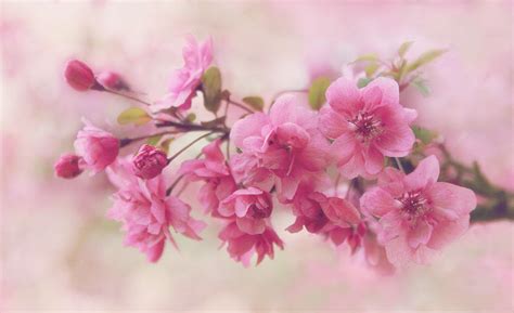 Apple Blossom Beauty Photograph By Jessica Jenney Fine Art America