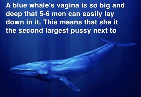 Blue Whale Meme Template Rmemetemplatesofficial