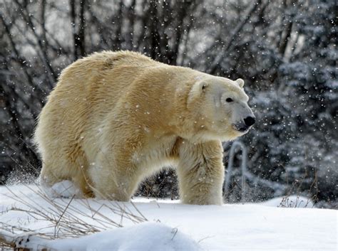 Male Polar Bear Kills Female Polar Bear At Detroit Zoo Ap News
