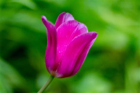 Free Image on Pixabay - Tulip, Nature, Plant, Flower, Leaf | Plants, Tulips, Planting flowers