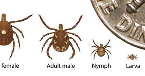 Lone Star Tick Larvae Bites Can Cause Itchy Painful Rashes Cai