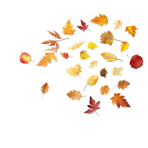 Autumn Mix Leaves Thanksgiving Autumn Leaves Falling Down Autumn Leaf