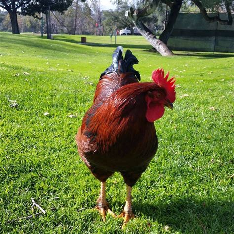 Examples of rooster in a sentence. Rooster | ThriftyFun