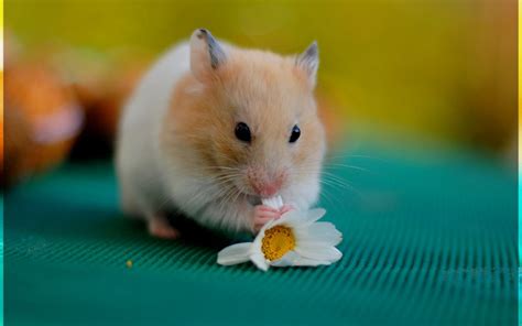 49 Cute Hamster Wallpapers Wallpapersafari