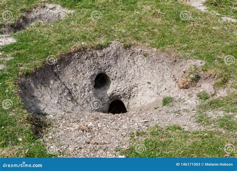 A Rabbit Hole Stock Image Image Of Beauty Bunny Residence 146171503