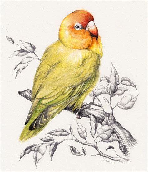 30 Beautiful Bird Drawings And Art Works For Your Inspiration Read