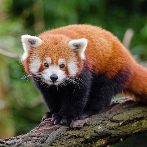 The Red Panda Ailurus Fulgens Is A Mammal Native To The Eastern
