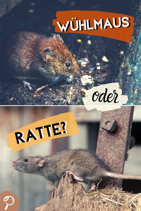 Sind wühlmäuse einmal im garten wird der gärtner sie nur schwer wieder los. Wühlmaus oder Ratte im Garten? | Ratten, Tiere, Garten