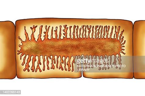 Proglottid Of A Beef Tapeworm Illustration High Res Vector Graphic