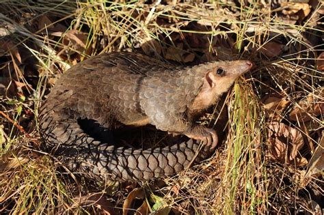 Facts About Pangolins Live Science