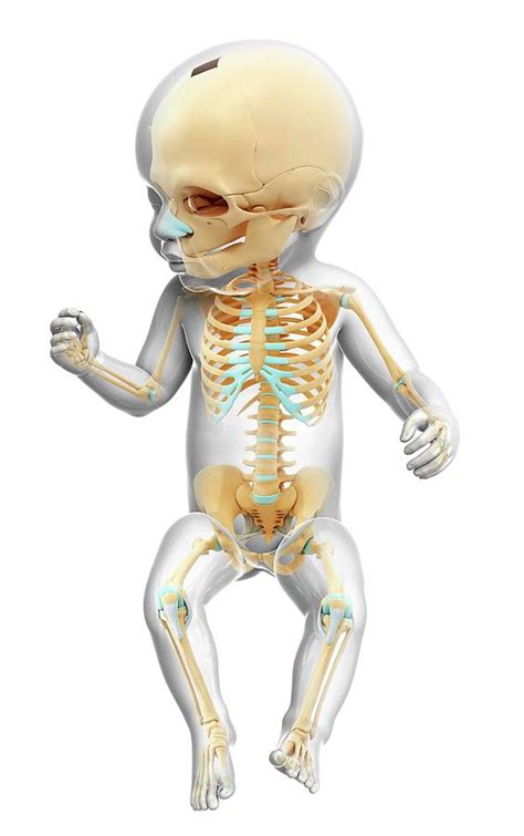 Babys Skeleton Photograph By Pixologicstudio Pixels