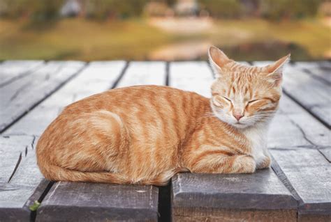 Short Story Orange Tabby Cats — The Downey Patriot