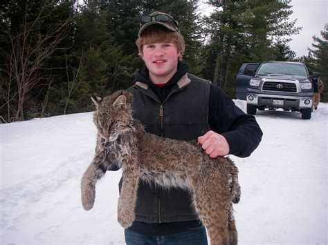 Bobcat Hunting In Western Maine With Hounds