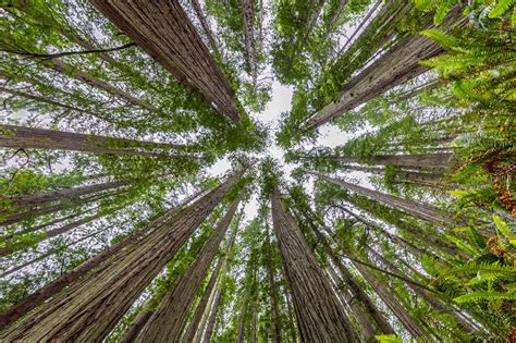 Stunning Photos Of The Worlds Most Beautiful Trees