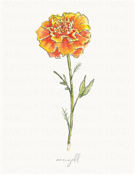 October Marigold Birth Flower Watercolor Print Pdf Etsy