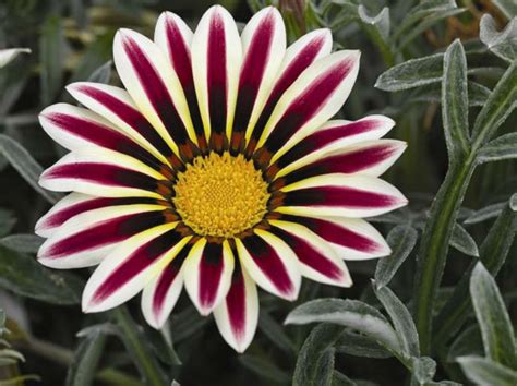 Самые красивые цветы в мире фото с названиями: Самый красивый цветок ...