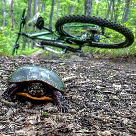The Best Mountain Bike Trails In The Northeast City By City Page 11 Of 11 Singletracks