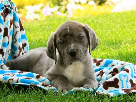Find great dane ads in our dogs & puppies category. Great Dane Mix Puppies For Sale | Greenfield Puppies