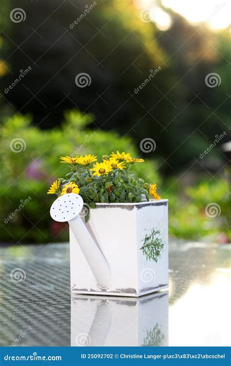 Yellow Flowers In Watering Can Stock Photo Image Of Nozzle Growing