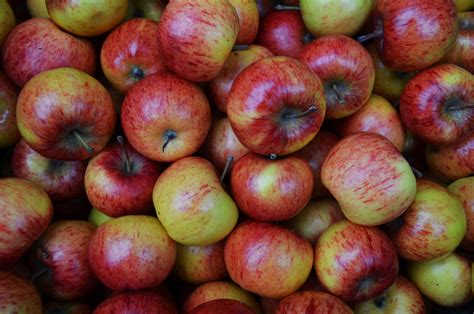 Autumn Apples Free Stock Photo Public Domain Pictures