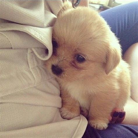 We did not find results for: Crazy Small Fat Puppies - Funny Cute Dog and Cat Photo ...