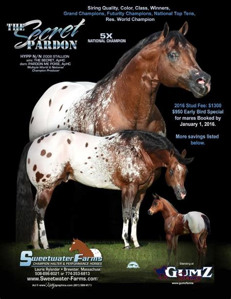 The Secret Pardon Sweetwater Farms Quality Appaloosa Horses Since 1979