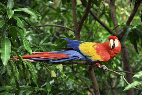 Aves Y Animales En El Bosque Tropical Bosque Tropical Selvas