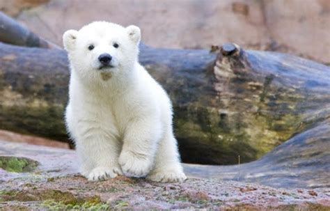 Fiona Bernard All Baby Polar Bears Are Cute